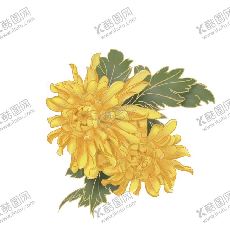 编号：77848110230752342185【酷图网】源文件下载-菊花素材