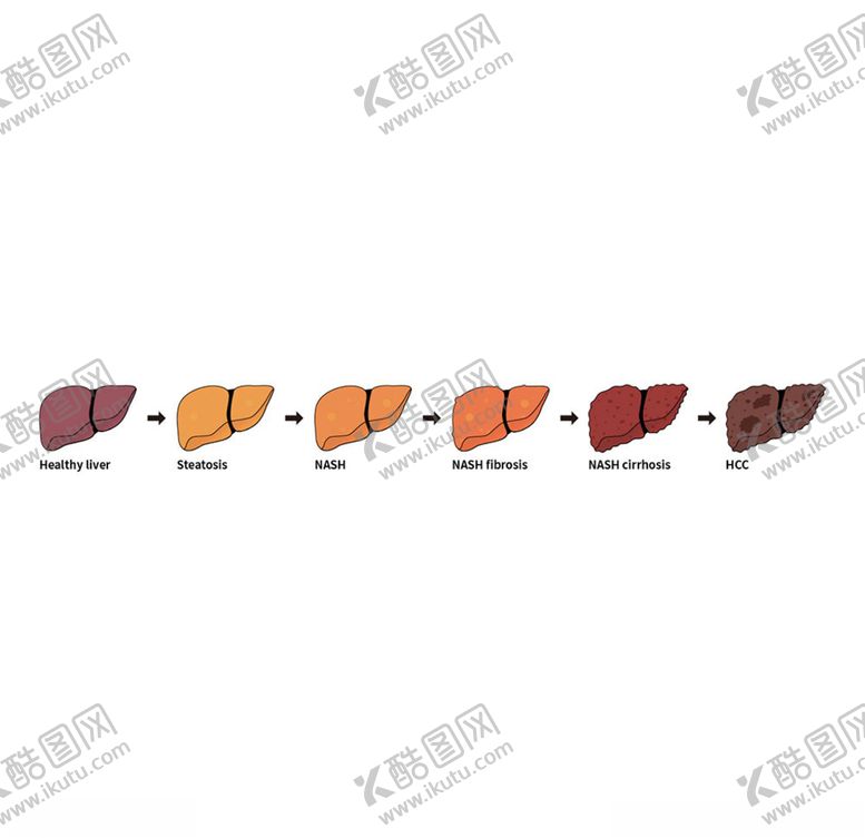编号：13020605152222432391【酷图网】源文件下载-肝脏切片图