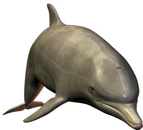 海豚小可爱洋生物