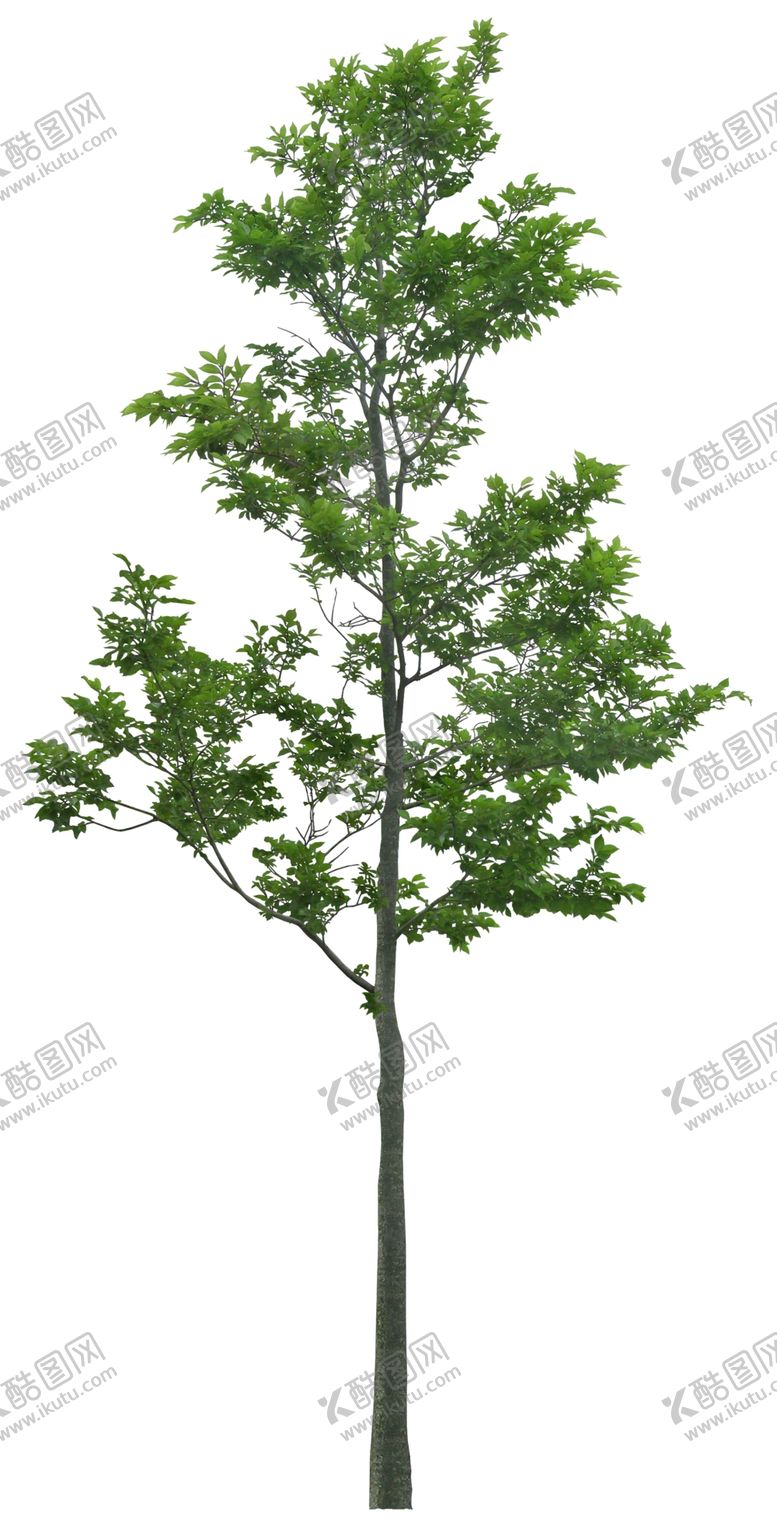 编号：42910107090309579364【酷图网】源文件下载-园林植物