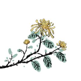 菊花素材