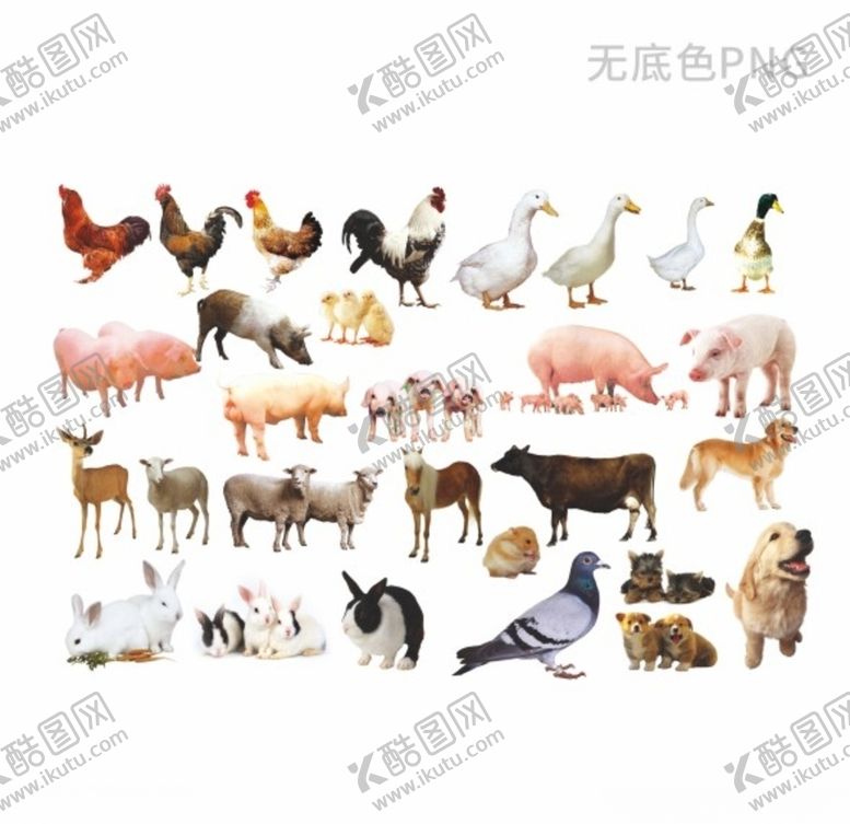 编号：31774709260202006261【酷图网】源文件下载-家禽鸡鸭鹅狗牛动物