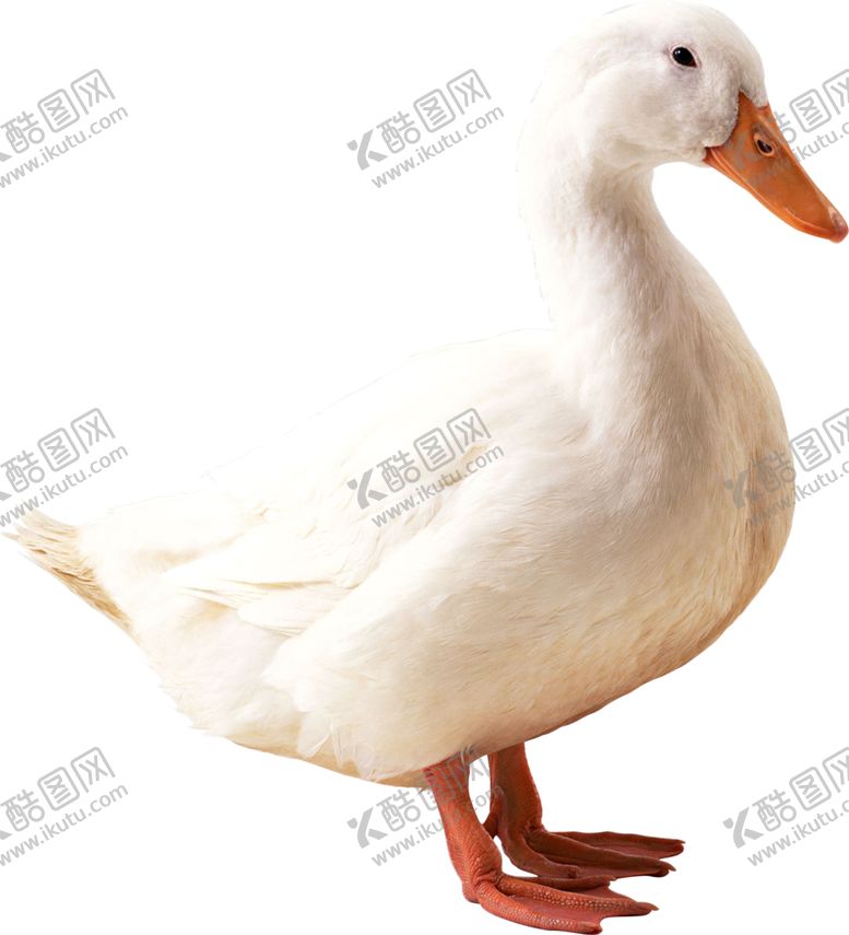 编号：64409306180216378502【酷图网】源文件下载-鸭子