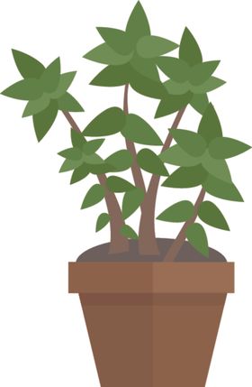 盆景盆栽