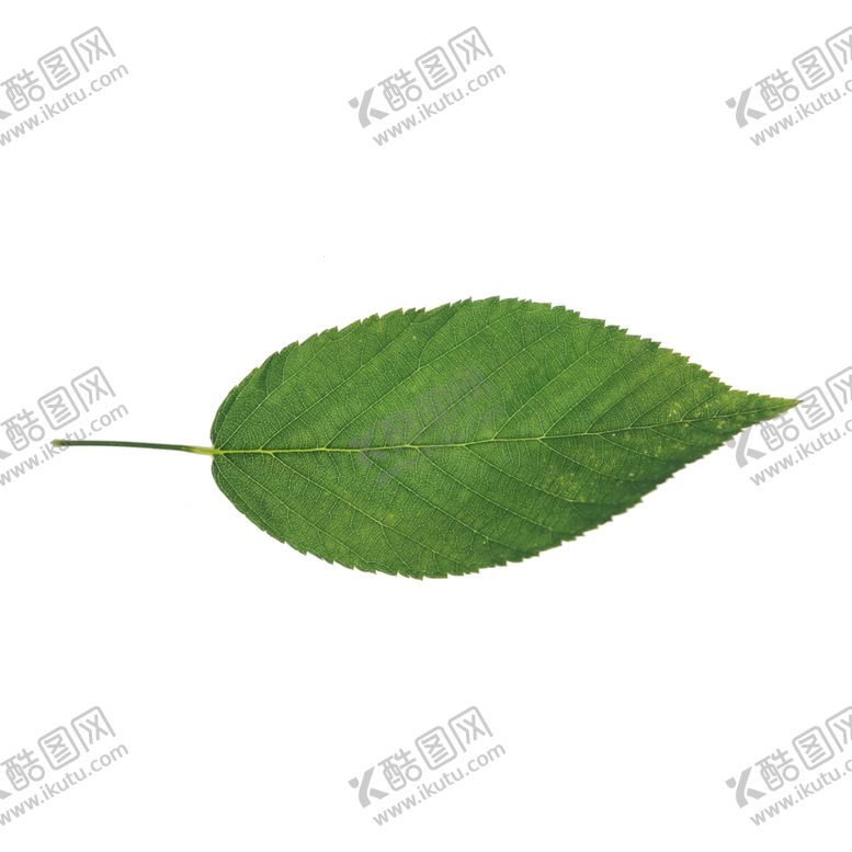 编号：28517010302032522001【酷图网】源文件下载-树叶免抠图