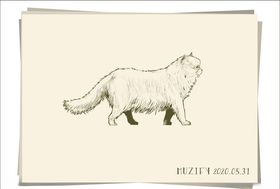 猫咪素描画