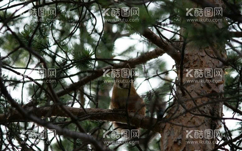 编号：43329311230839402591【酷图网】源文件下载-松鼠