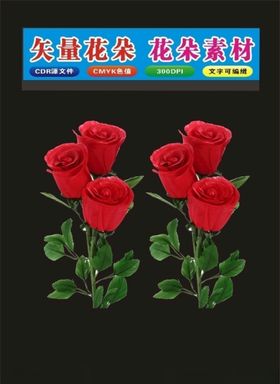 花朵红色玫瑰