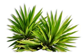 小清新植物