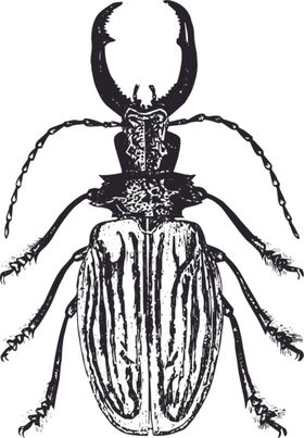 自然昆虫标本插画