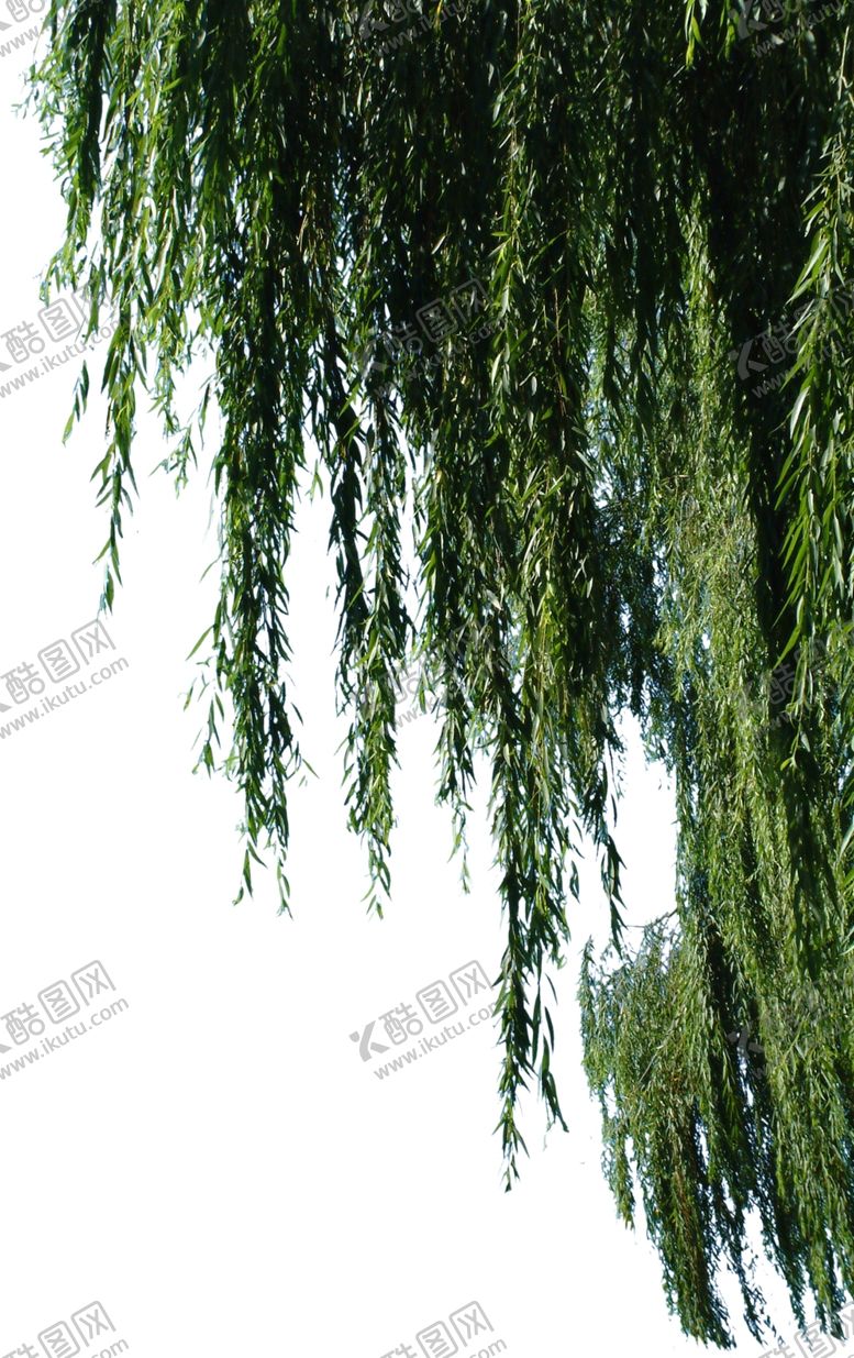 编号：52533807090510157580【酷图网】源文件下载-柳树挂角树