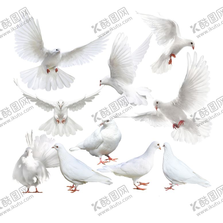 编号：57190609161503075984【酷图网】源文件下载-白鸽