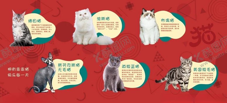 编号：50426612130306341397【酷图网】源文件下载-品种猫海报