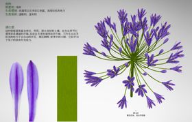 C4D模型薰衣草花