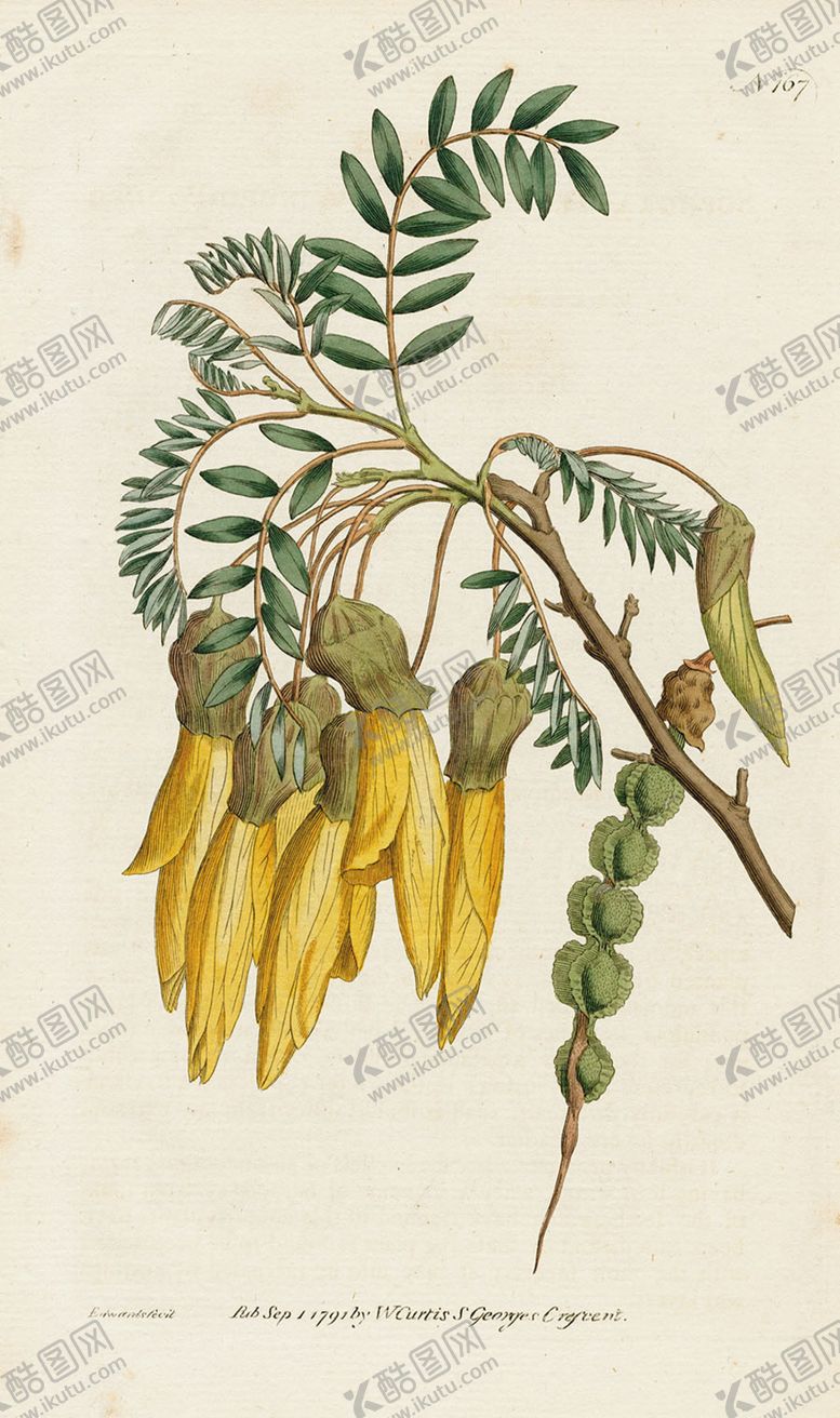 编号：61170706171822328800【酷图网】源文件下载-欧式复古色调花朵植物