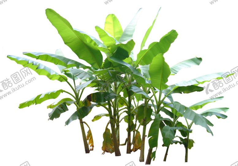 编号：24224910070245448756【酷图网】源文件下载-香蕉树素材