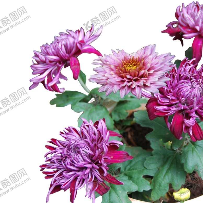 编号：43200407051203145859【酷图网】源文件下载-菊花素材