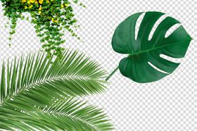 树叶叶子薄荷叶枝叶