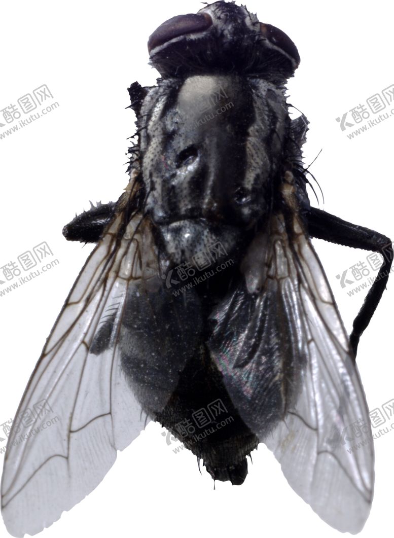 编号：66214609270809047184【酷图网】源文件下载-苍蝇