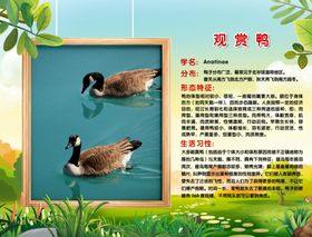 动物介绍展板