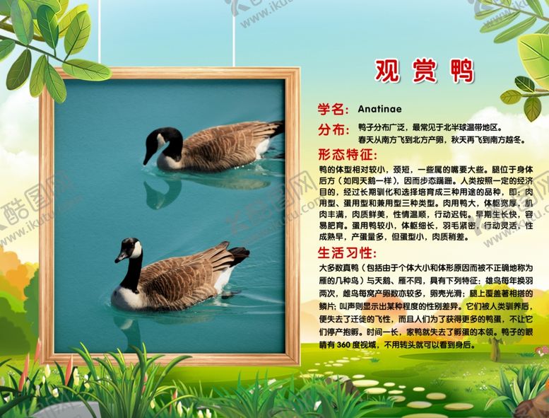 编号：98843110270756004789【酷图网】源文件下载-动物介绍展板