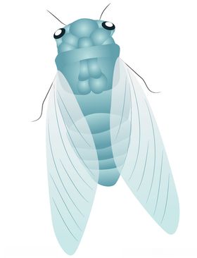 卡通夏日知了蝉手绘插画