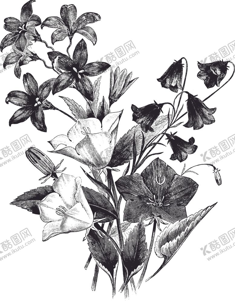 编号：89542310302205414947【酷图网】源文件下载-线描植物