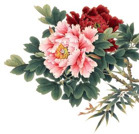 牡丹花