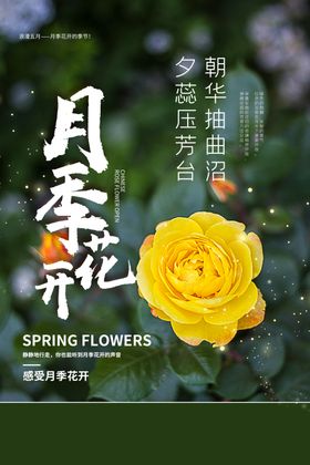 送您月季 春来花开 送花活动