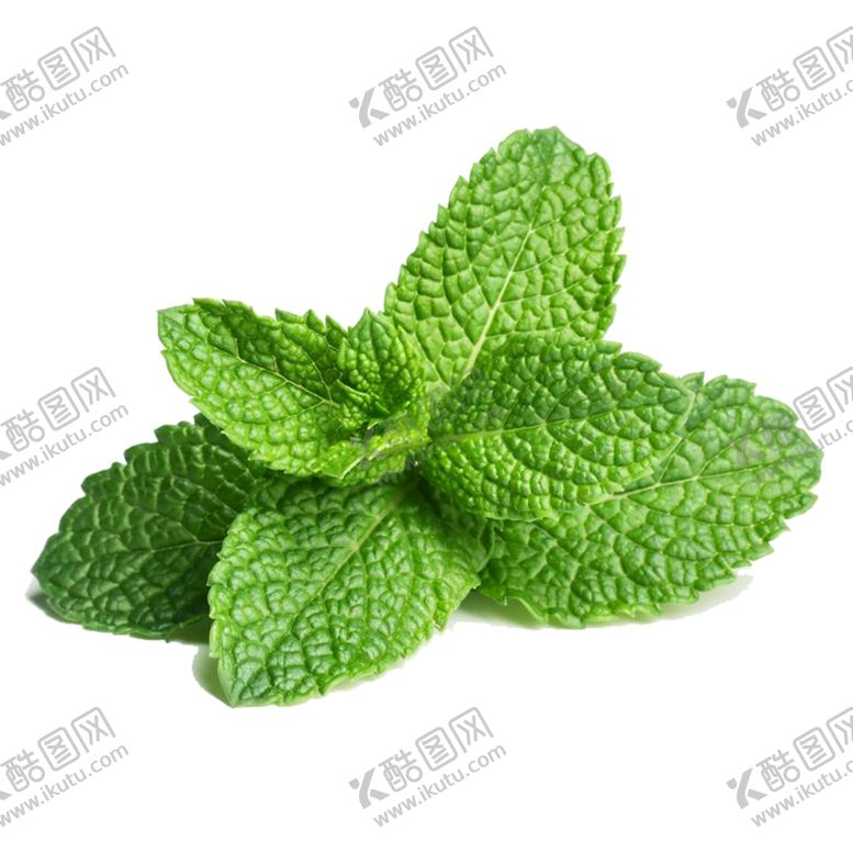 编号：98488909122028146706【酷图网】源文件下载-薄荷叶