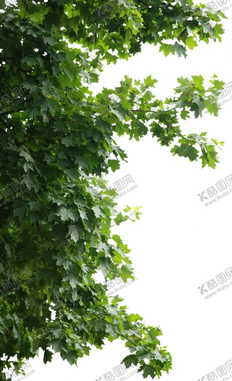编号：25722906242021004844【酷图网】源文件下载-绿植