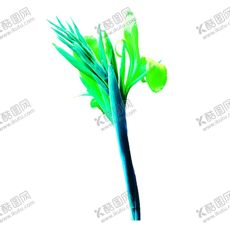 编号：30876706160621399783【酷图网】源文件下载-花素材