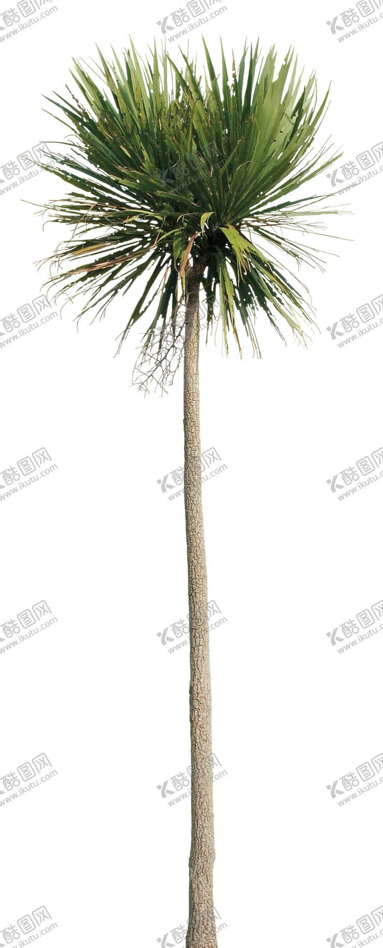 编号：65461106302331571588【酷图网】源文件下载-免扣植物素材