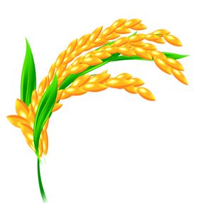 水稻稻穗