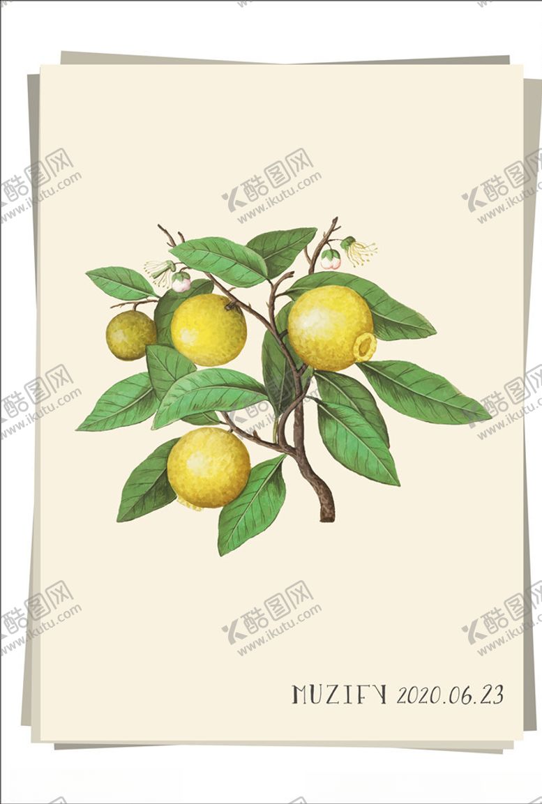 编号：46567410120600599484【酷图网】源文件下载-柠檬树水果图鉴