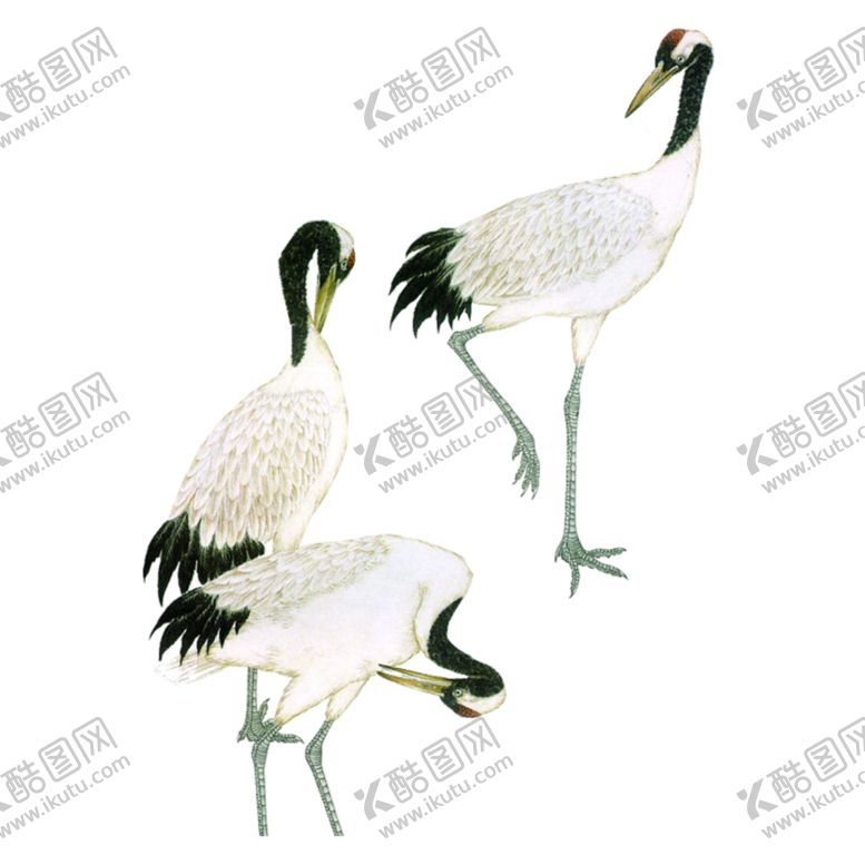 编号：73976307051249406065【酷图网】源文件下载-仙鹤