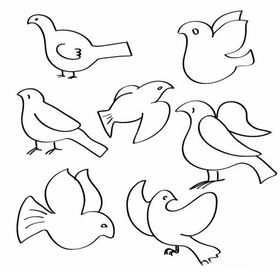 鸽子