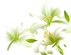 鲜花素材风信子郁金香真