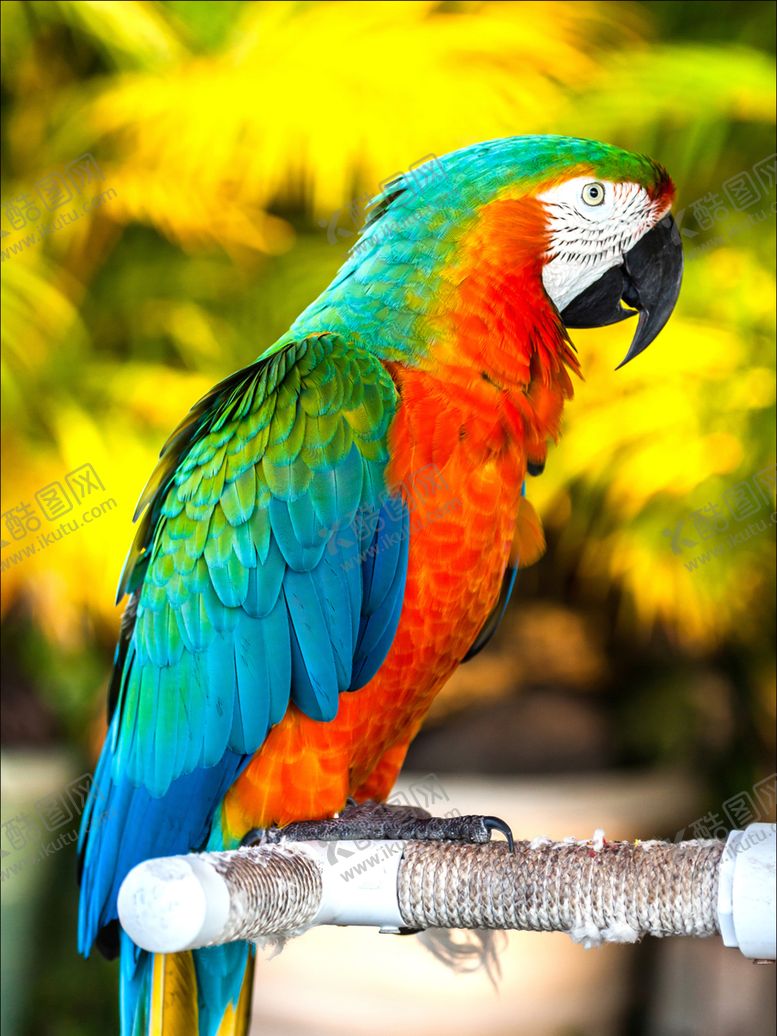 编号：21701009102030483268【酷图网】源文件下载-鹦鹉