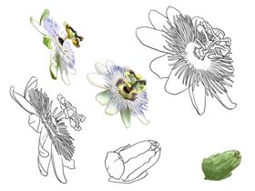 花卉素描