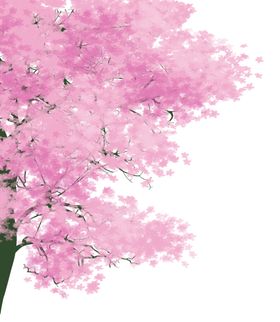 手绘樱花