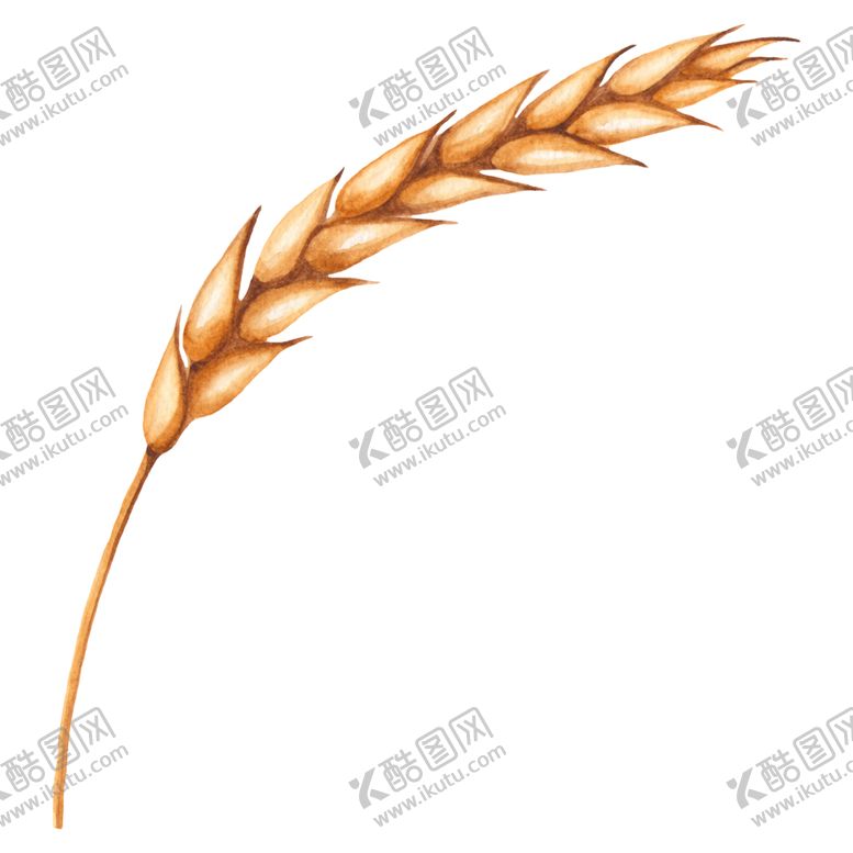 编号：40553510030536176236【酷图网】源文件下载-水彩小麦