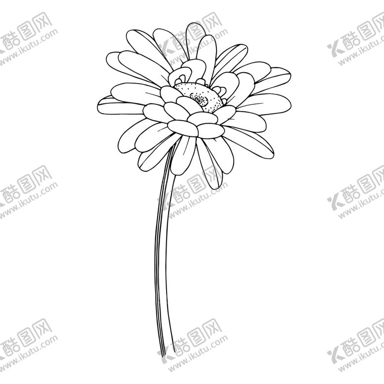 编号：88542411200817358421【酷图网】源文件下载-菊花白描速写    