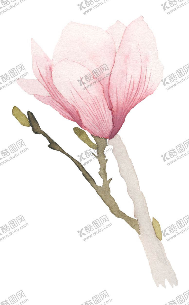 编号：53487705021035535546【酷图网】源文件下载-水彩绘画玉兰花图案