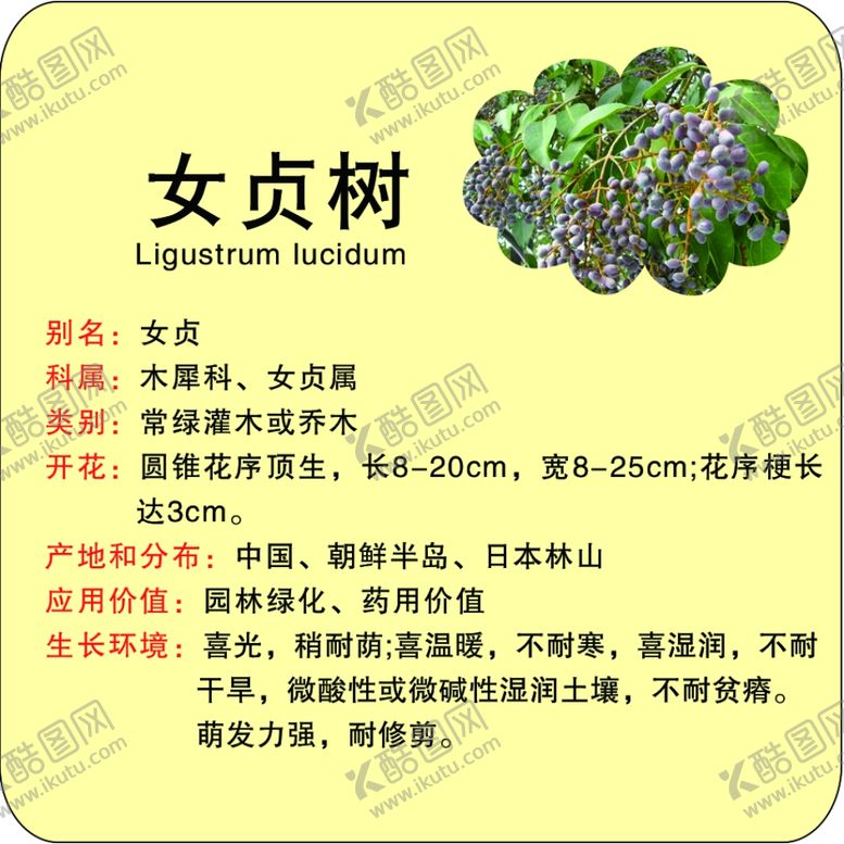 编号：71836802211230117542【酷图网】源文件下载-植物苗木简介牌女贞树