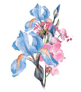 手绘 玫瑰花 绘画 花朵 水彩