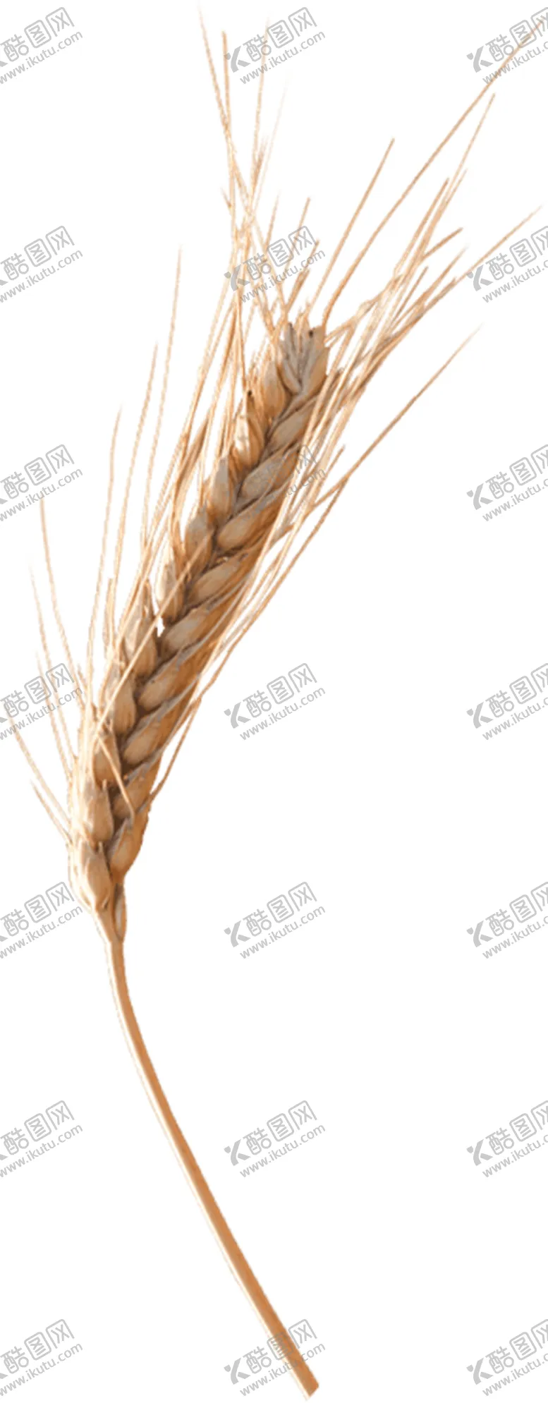 编号：98902409122238599053【酷图网】源文件下载-小麦