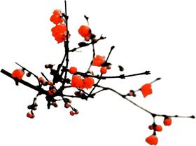 梅花