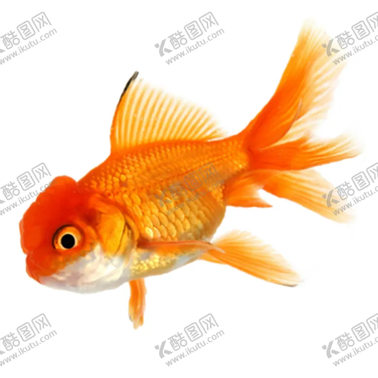 编号：38016506292234153784【酷图网】源文件下载-金鱼