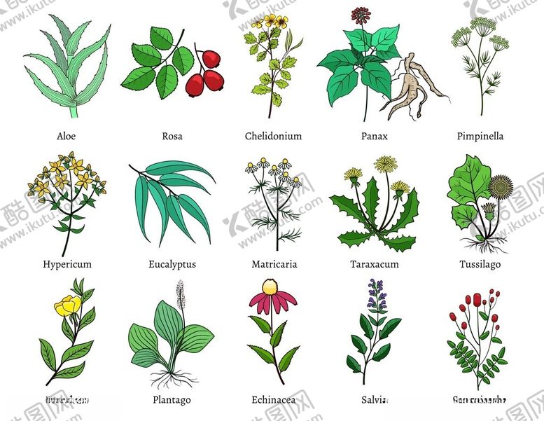 编号：15382709211922044467【酷图网】源文件下载-多样植物插画展示